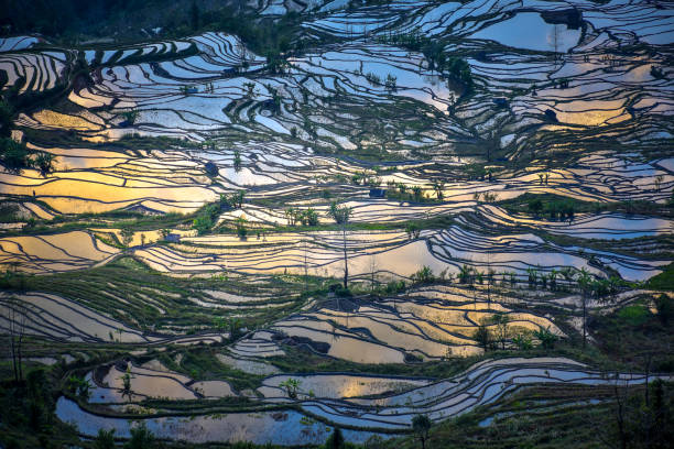 istock Terraced rice fields in Yuanyang with reflection of the sunset sky causing water in the terraces to appear orange. 1166727646
