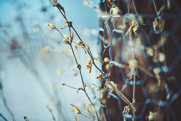 Plants showing strength by growing through chicken wire