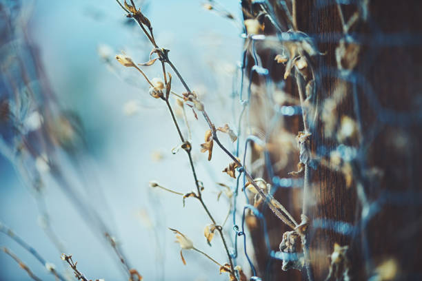 Plants showing strength by growing through chicken wire
