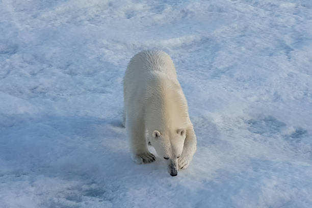 istock Polar bear on an ice floe. Arctic predator 1166730895