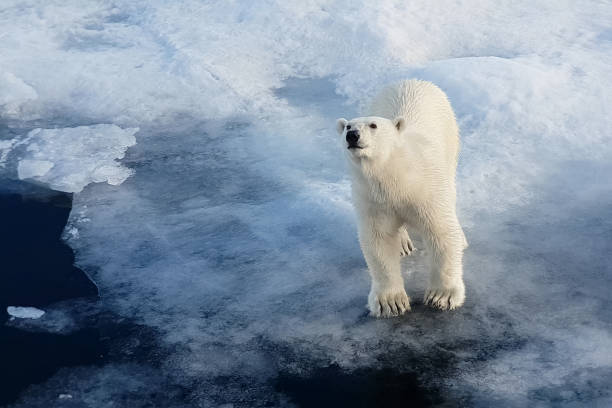 istock Polar bear on an ice floe. Arctic predator 1166730940