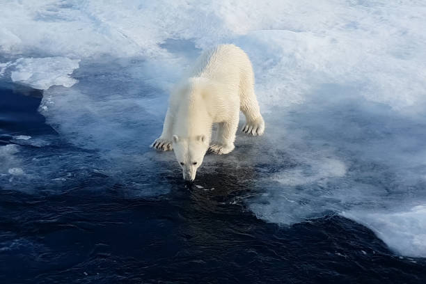 Polar bear lies on a glacier with Northern Lights, Aurora Borealis. Dangerous beast on snow. Wildlife scene from nature