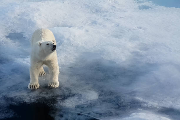 niedźwiedź polarny na lodowej floe. drapieżnik arktyczny - polar bear global warming ice bear zdjęcia i obrazy z banku zdjęć