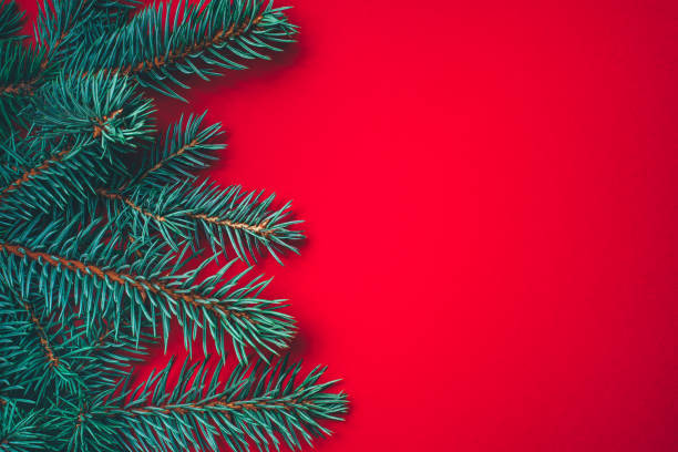 Fir branches on red background. Christmas wallpaper.