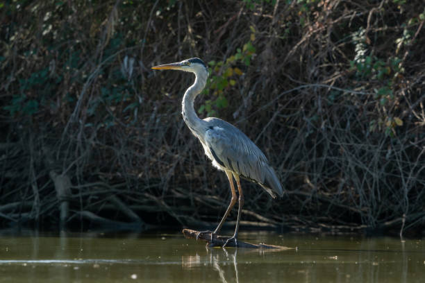 istock Garcilla Real waiting at his innkeeper to fish in the river 1166731668