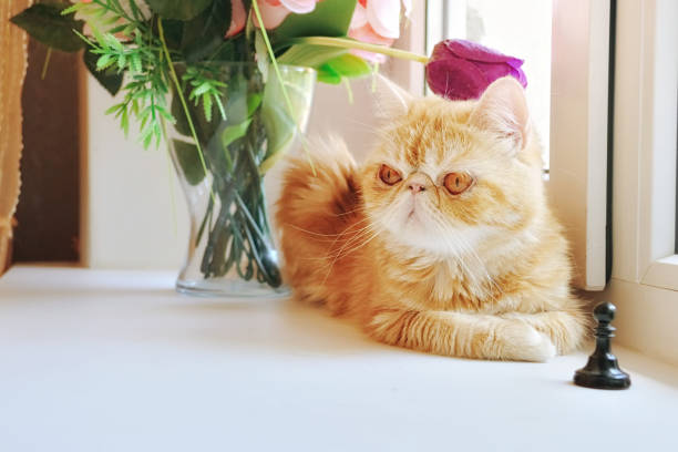 istock Lovely kitty of exotic breed at a window. 1166731711