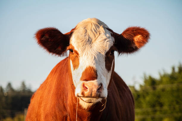Cow On The Farm Cow looking at the camera. saanich peninsula photos stock pictures, royalty-free photos & images