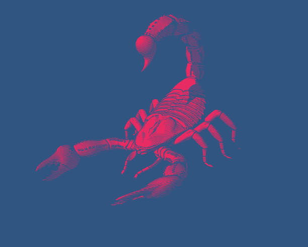 Engraving drawing scorpion illustration Red scorpion engraving vintage illustration isolated on deep blue background scorpions drawings stock illustrations