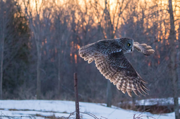 istock Great Grey Owl on a winter evening with snow in the background 1166732916