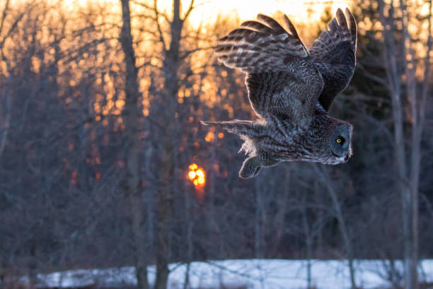 istock Great Grey Owl on a winter evening with snow in the background 1166733009