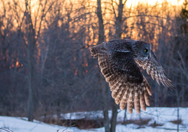 istock Great Grey Owl on a winter evening with snow in the background 1166733020