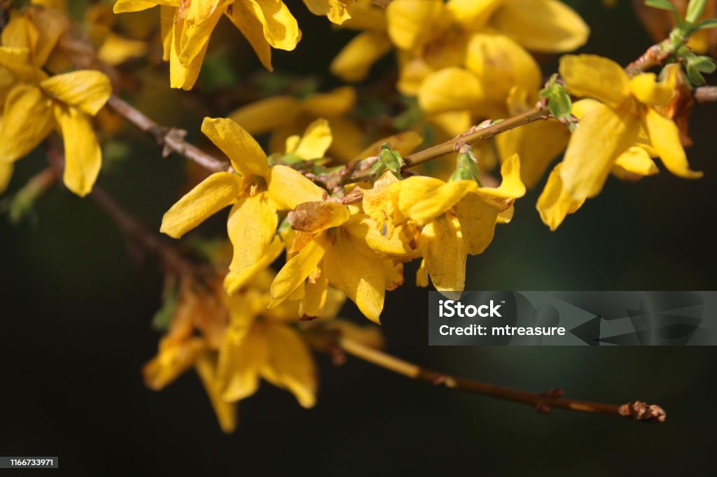 Close-up image of yellow forsythia flowers growing in spring garden against blurred green gardening background, flowering forsythia plant in full sun sunshine (Lynwood Gold), shrubby plants species and shrubs for spring gardens and flower hedges hedging Stock photo of Close-up image of yellow forsythia flowers growing in spring garden against blurred green gardening background, flowering forsythia plant in full sun sunshine (Lynwood Gold), shrubby plants species and shrubs for spring gardens and flower hedges hedging Lynwood Stock Photo