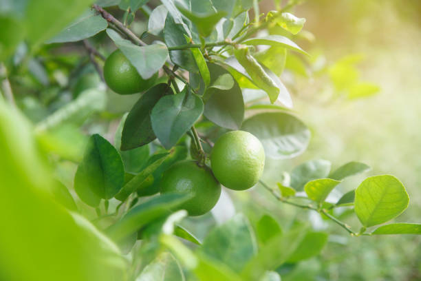 istock Green lemon in organic field. 1166736938