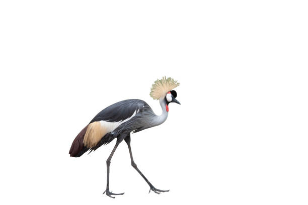 istock Peacock in the isolated background 1166738392