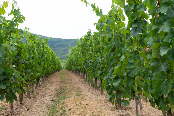 istock Vineyard in Tokaj, Hungary 1166740233