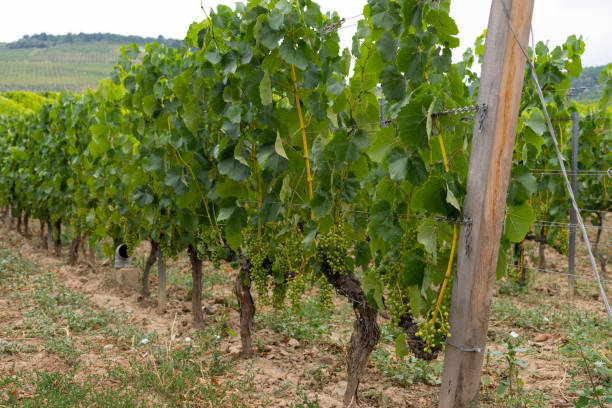 istock Vineyard in Tokaj, Hungary 1166740251
