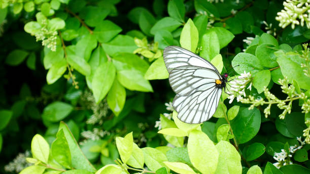 istock The butterfly on the leaf 1166740300