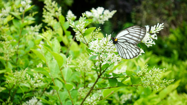 istock The butterfly on the leaf 1166740353