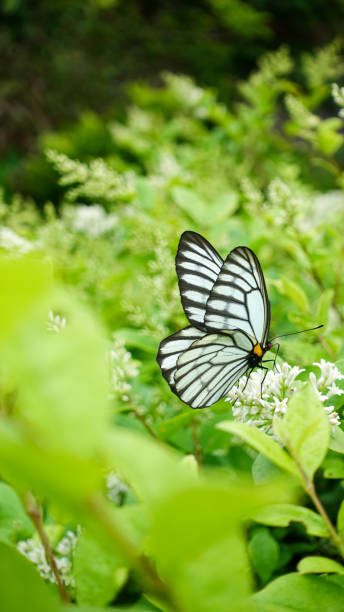 The butterfly on the leaf