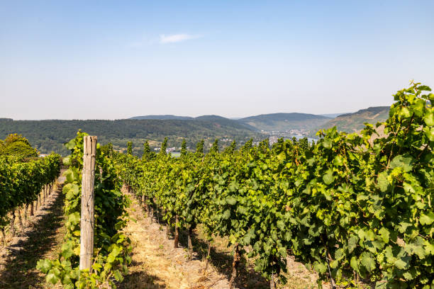 Vineyards near Bernkastel-Kues