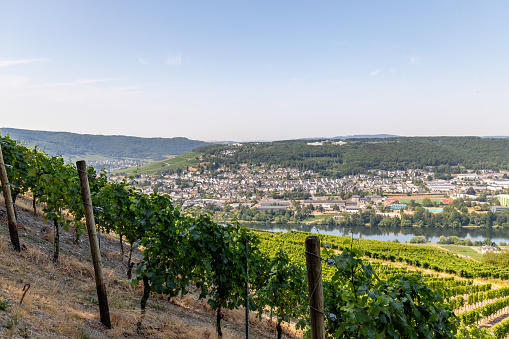 Vineyards near Bernkastel-Kues