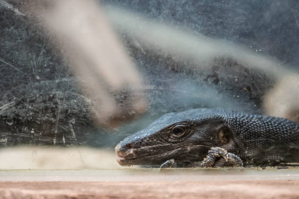 블랙 워터 모니터의 머리 를 클로즈업 샷 - water monitor 뉴스 사진 이미지