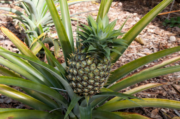 istock Pineapple plant with ripening fruit 1166743485