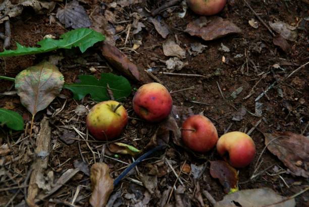 istock The baby apple was eaten by a bug. 1166746685