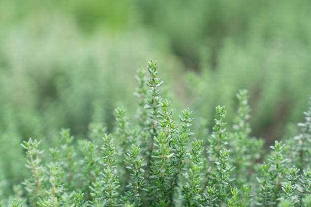 istock Close up thyme leaf in vertical aspect with blurred background / fresh concept /ingredient background / abstract concept 1166746710