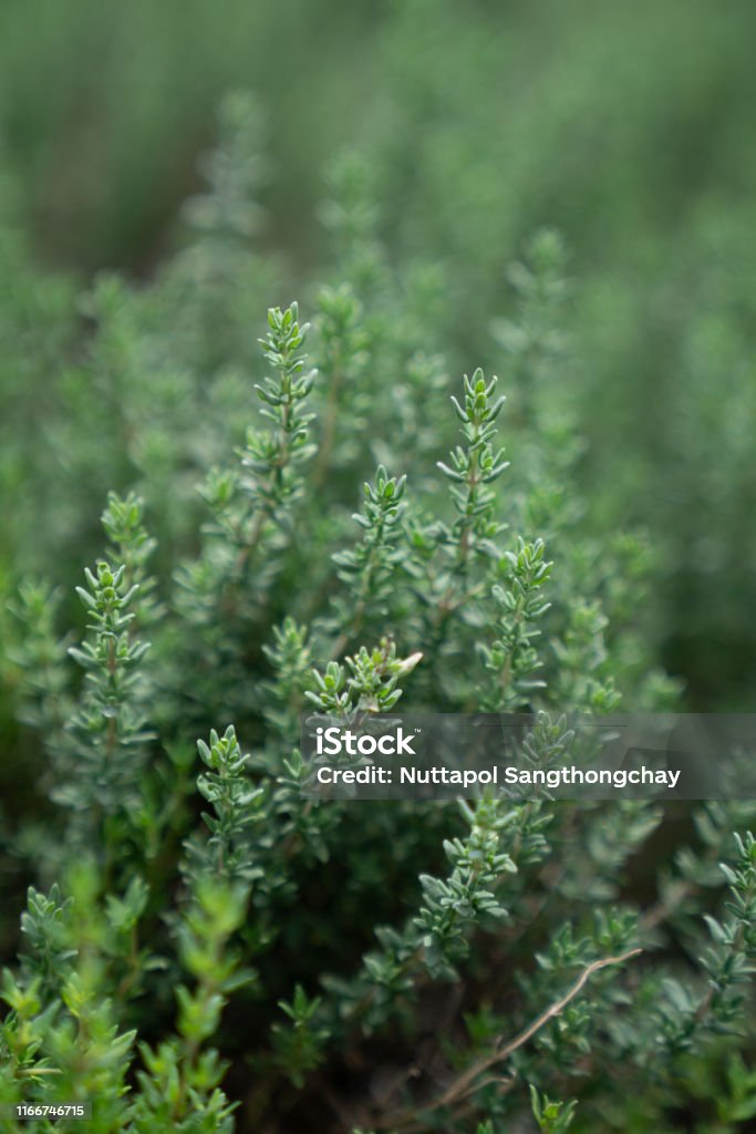 Close up thyme leaf in vertical aspect with blurred background / fresh concept /ingredient background / abstract concept Thyme Stock Photo