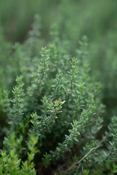 Close up thyme leaf in vertical aspect with blurred background / fresh concept /ingredient background / abstract concept