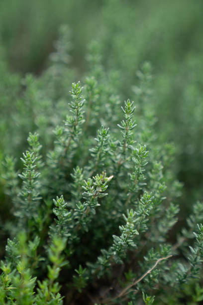 close up thyme leaf in vertical aspect with blurred background / fresh concept /ingredient background / abstract concept - thyme imagens e fotografias de stock