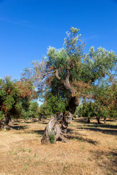 istock Olive trees in the Salento countryside with branches infected with xylella 1166746733