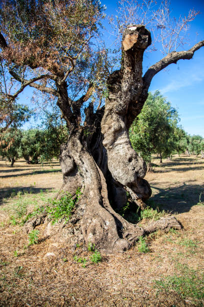 istock Olive trees in the Salento countryside with branches infected with xylella 1166746744