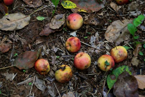 istock The baby apple was eaten by a bug. 1166746752