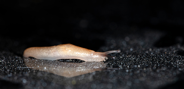 slug slowly crawling over the surface of the glass