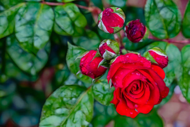 istock close up rose flower of elegance in nature 1166747713