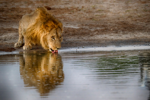 young male lion (panthera leo) drinking in the evening at a waterhole. Shot in wildlife in Savuti, Chobe National Park, Botswana