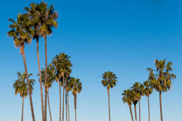 istock Washingtonia Robusta Palm Trees in San Diego 1166751941