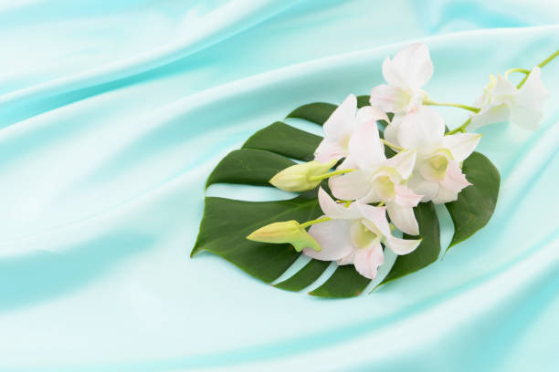 istock Leaf of Monstera and orchid 1166753196