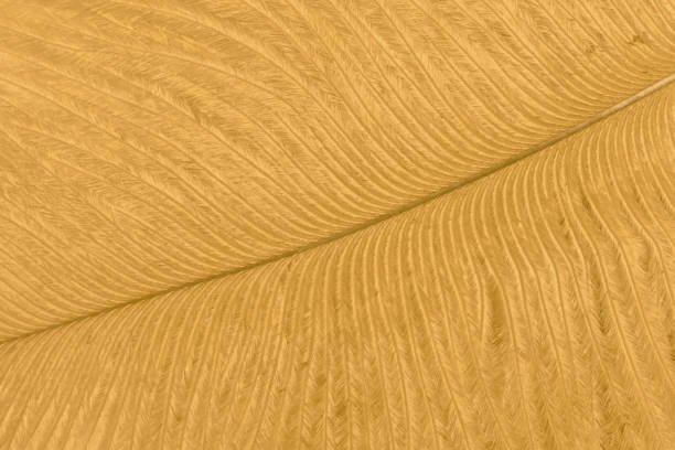 texture of golden ostrich feather closeup. abstract background. - ostrich bird wind fluffy imagens e fotografias de stock