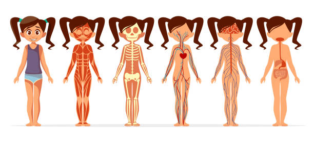 stockillustraties, clipart, cartoons en iconen met meisje lichaam anatomie vector cartoon illustratie van vrouwelijke gespierde, skelet, bloedsomloop of nerveus en spijsvertering - neurology child