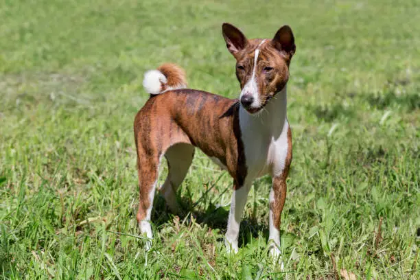 Cute brindle basenji puppy is standing on a green grass. Pet animals. Purebred dog.