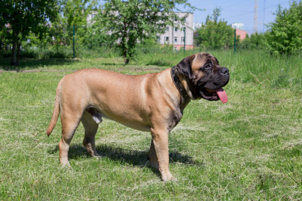 cute bullmastiff puppy is standing on a green grass. pet animals. - bull mastiff imagens e fotografias de stock