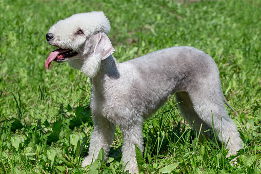Cute bedlington terrier puppy is standing on a green grass with lolling tongue. Pet animals. Purebred dog.