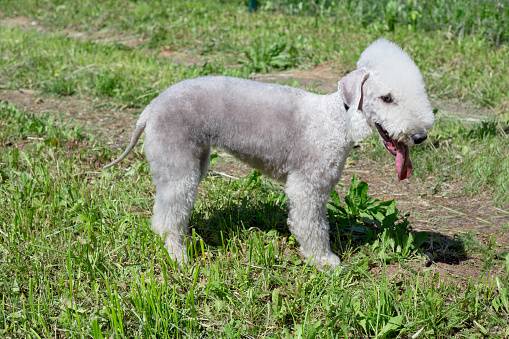 Cute bedlington terrier puppy is standing on a green grass. Pet animals. Purebred dog.