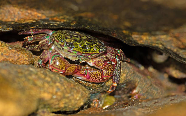 Stripe shores crab