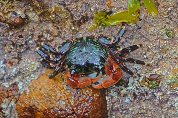 Stripe shores crab