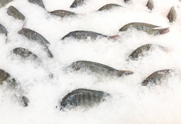 istock fish ready for sale at the market. 1166761494