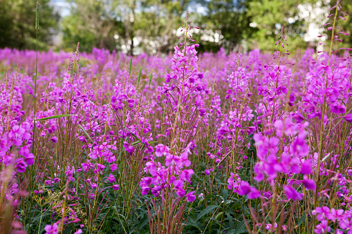 Photo of willow herbs, beautiful pink flowers in summer, taken in Norway.